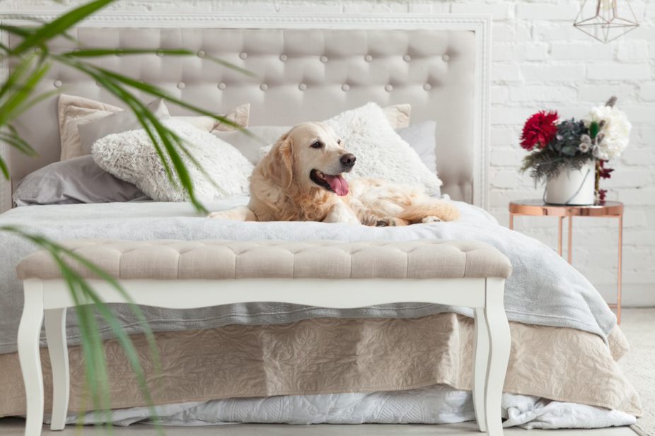 Simple Ways To Make Your Home Pet Friendly