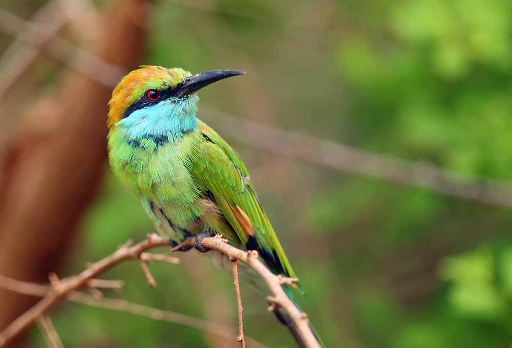 Numerous bird species for every bird watcher’s delight